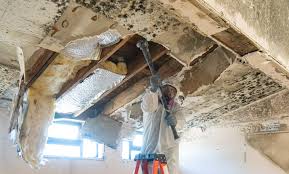 Best Black Mold Removal  in Ahuimanu, HI